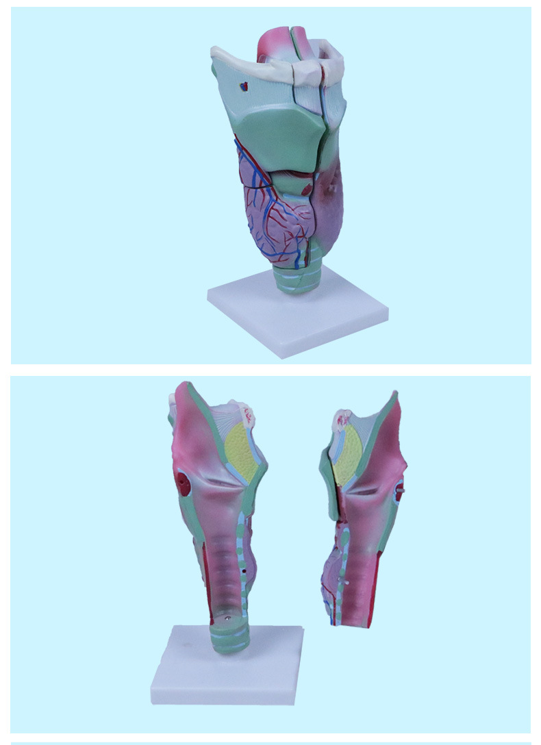 喉解剖模型(喉头放大) 生物 医学模型 生理教学实验仪器j33209