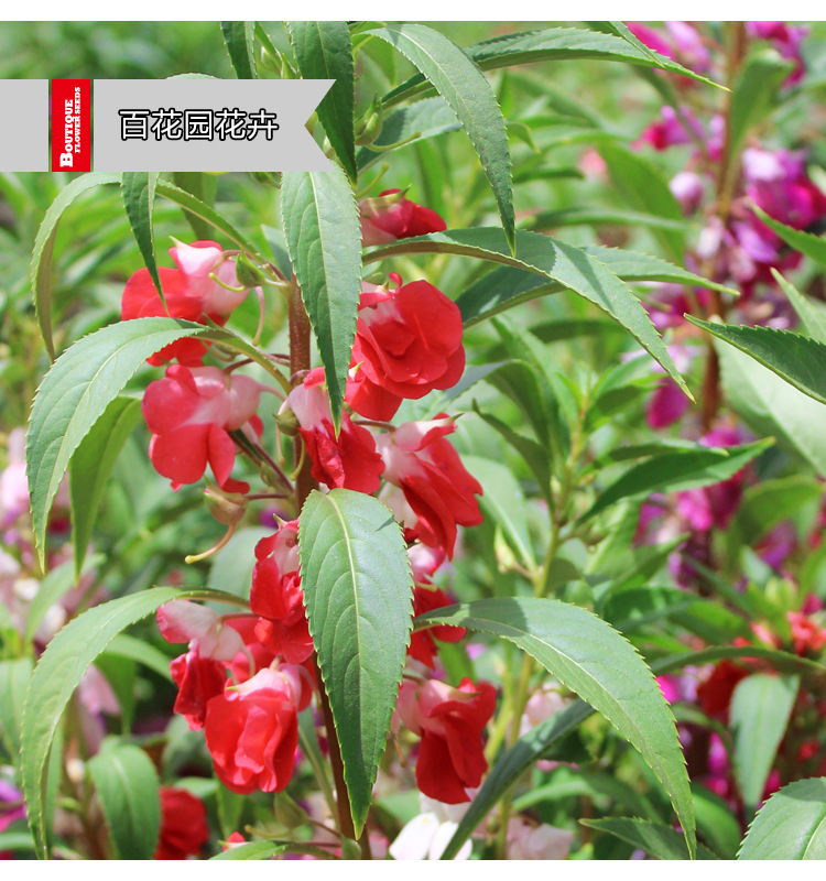 指甲花凤仙花种子中药染指甲急性子别碰我百花园好种植易管理