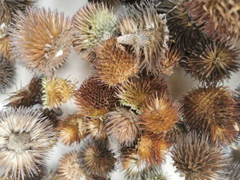 中药材 紫锥菊 松果菊 紫锥花 紫锥菊根 紫锥菊草根
