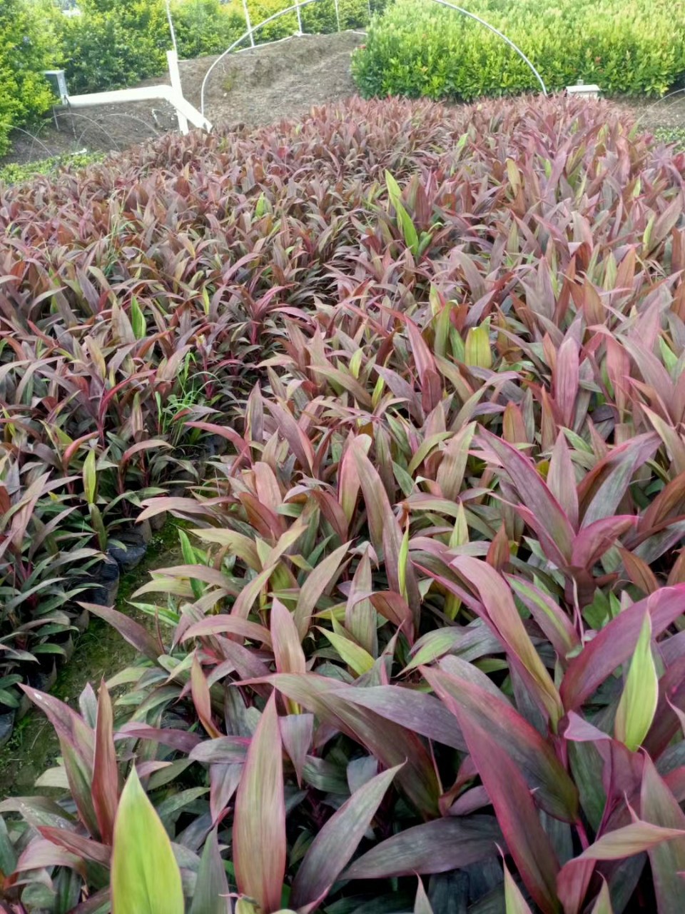 盆栽红叶朱蕉市政绿化地被树苗彩叶花镜亮叶朱蕉