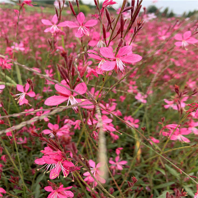 红花山桃草基地供应 山桃草观赏植物 红花山桃草鑫联自种自销