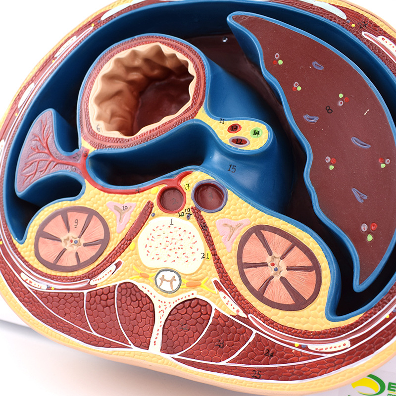 enovo颐诺人体腹部断面模型平网膜网膜囊孔结构解剖标本ctmri影像