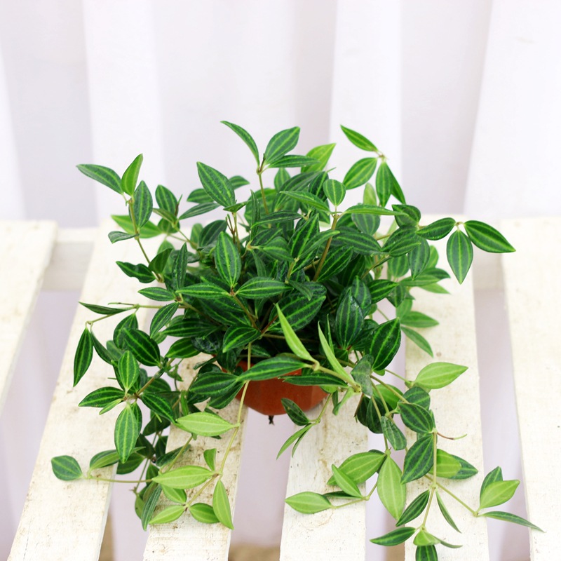 钻石翡翠盆栽彩叶吊兰植物室内客厅卧室四季常青绿植耐旱耐阴花卉