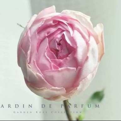 嫁接月季【伊芙逸话】月季花苗盆栽庭院玫瑰切花品种小苗