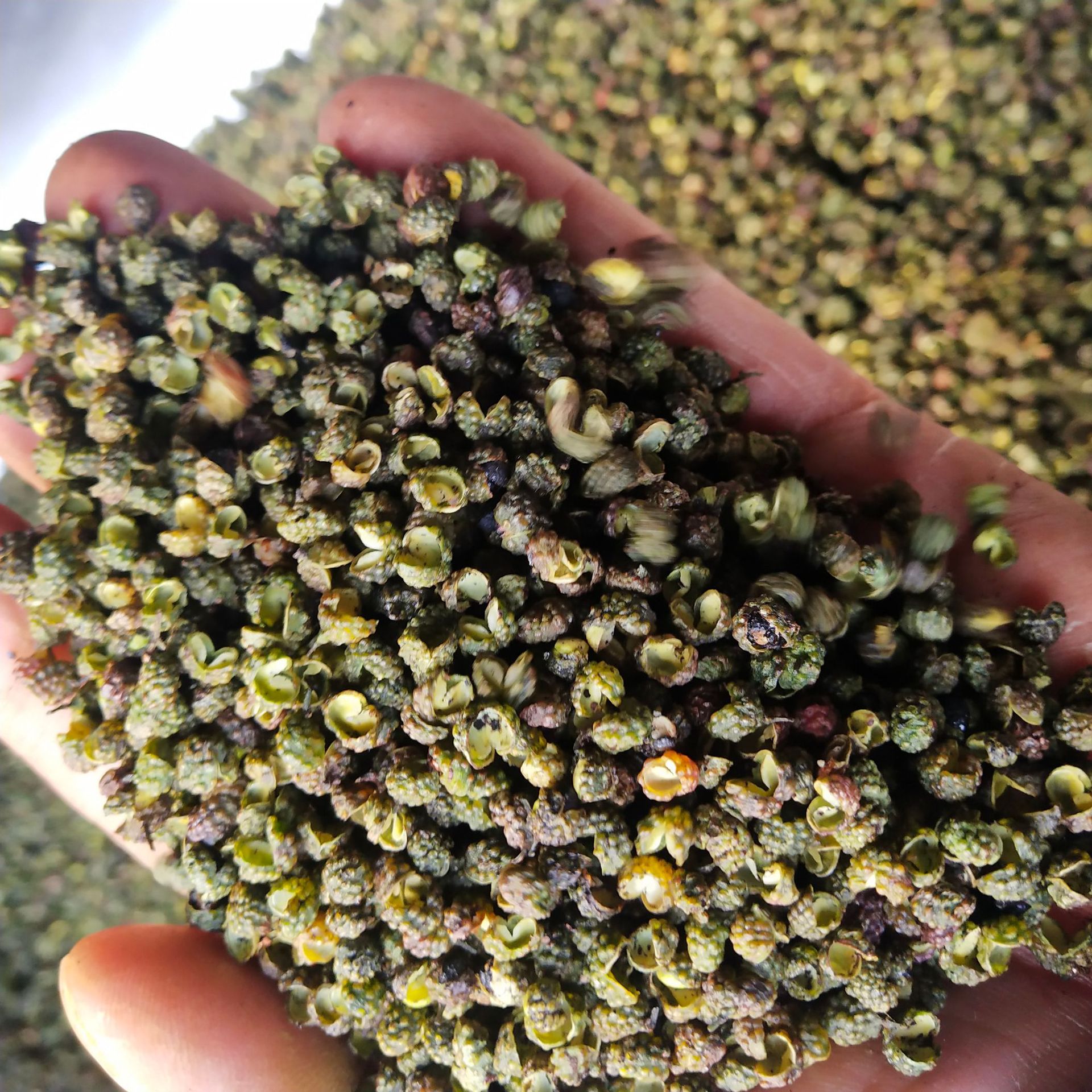 四川产地农户当季青花椒粒 麻辣火锅调味料四川青花椒麻椒100g