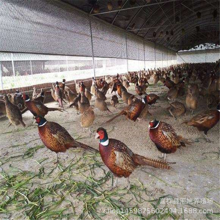 孵化基地供应七彩山鸡出壳苗 山鸡幼苗批发 商品野鸡养殖