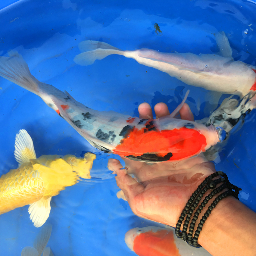 纯种大规格御三家大正三色日本锦鲤活体风水淡水观赏鱼锦鲤活体