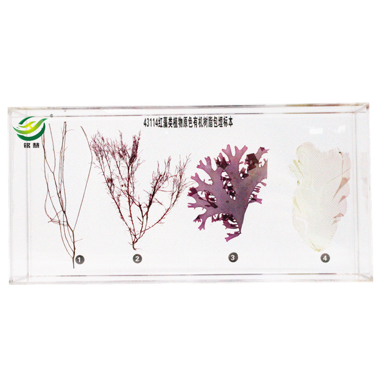 红藻类植物原色(新型)包埋标本 中小学生物教学包埋标本