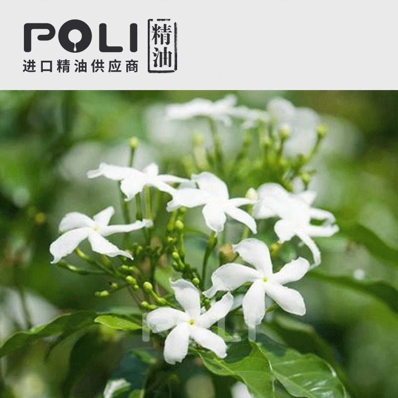 沉香醇百里香精油 奥地利原料批发 美容院线按摩单方精油-报价