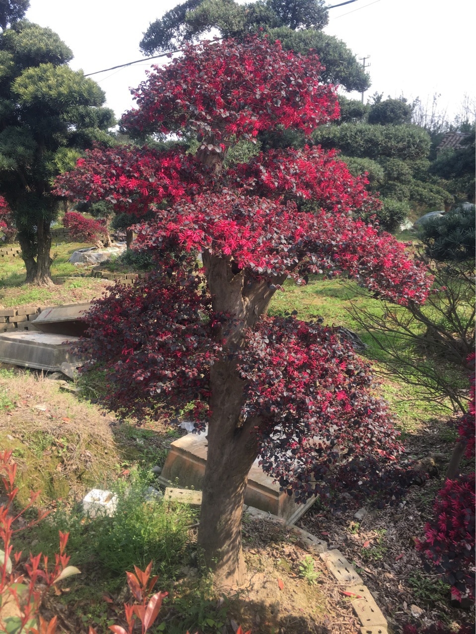 浙江宁波奉化精品造型红花继木桩供应