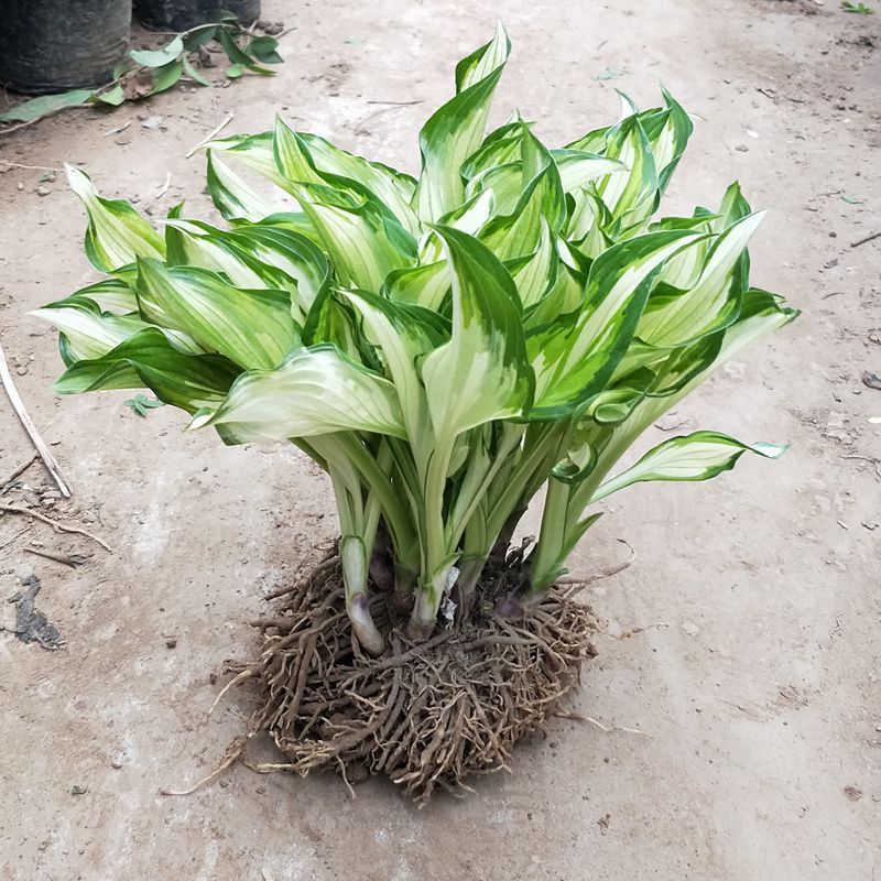 耐寒耐旱观叶地被花卉植物金边花叶玉簪花室内盆栽花坛多年生绿植