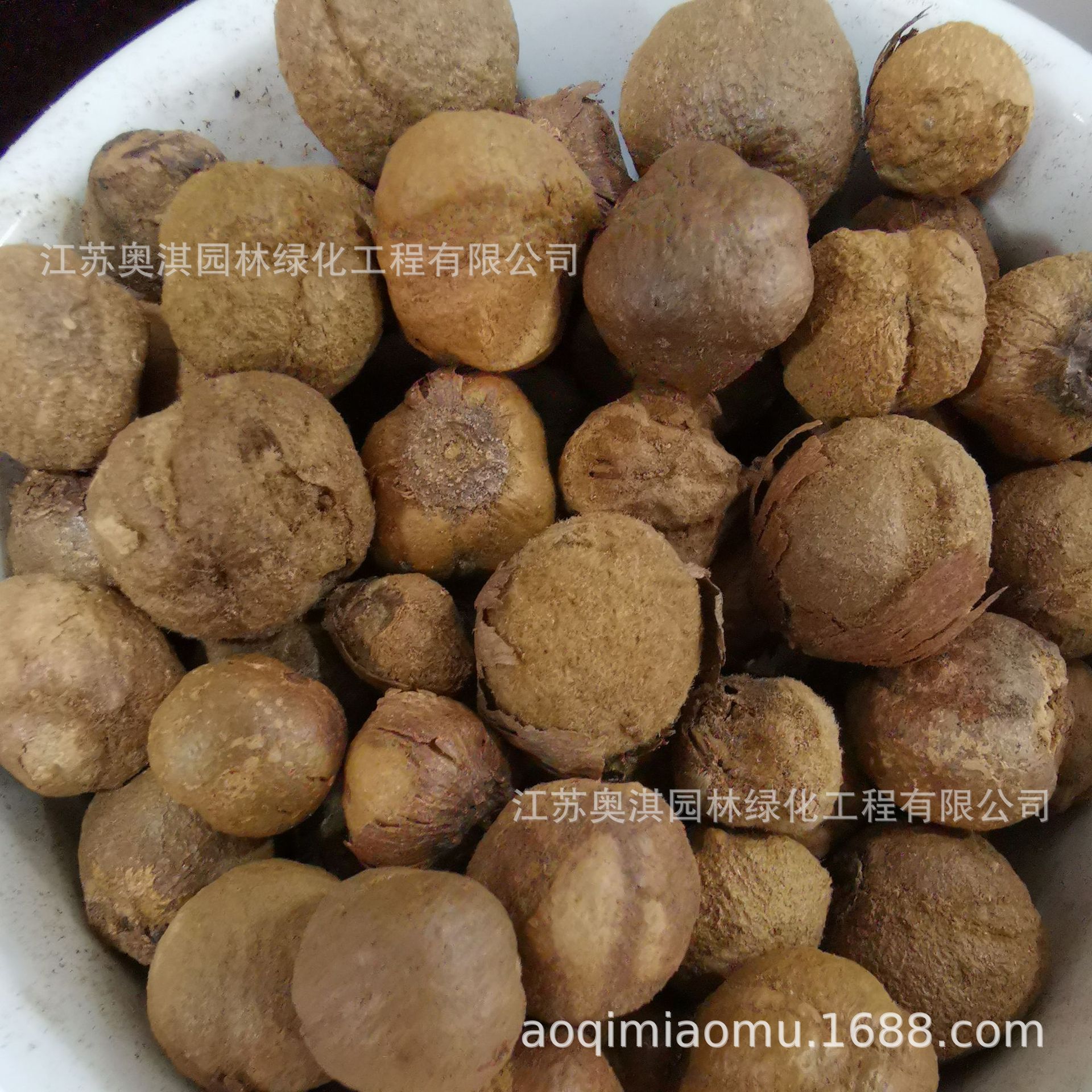 缅甸柚木种子胭脂树种子紫柚木种子血树金丝柚木种子血树麻栗