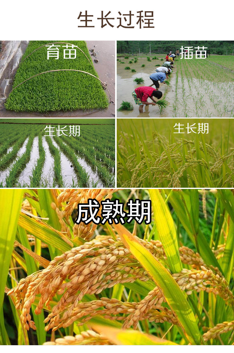 年自种稻谷水稻谷子稻子喂鸟类鸡鸭鸽子宠物饲料带壳仓鼠粮食