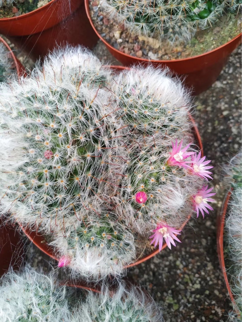 办公桌仙人球盆栽绿植水培多肉植物高纱高沙高砂实生仙人球