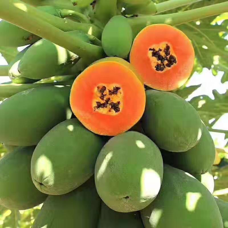 木瓜广西特产牛奶红心木瓜10斤新鲜水果产地直发一整箱番木瓜代发