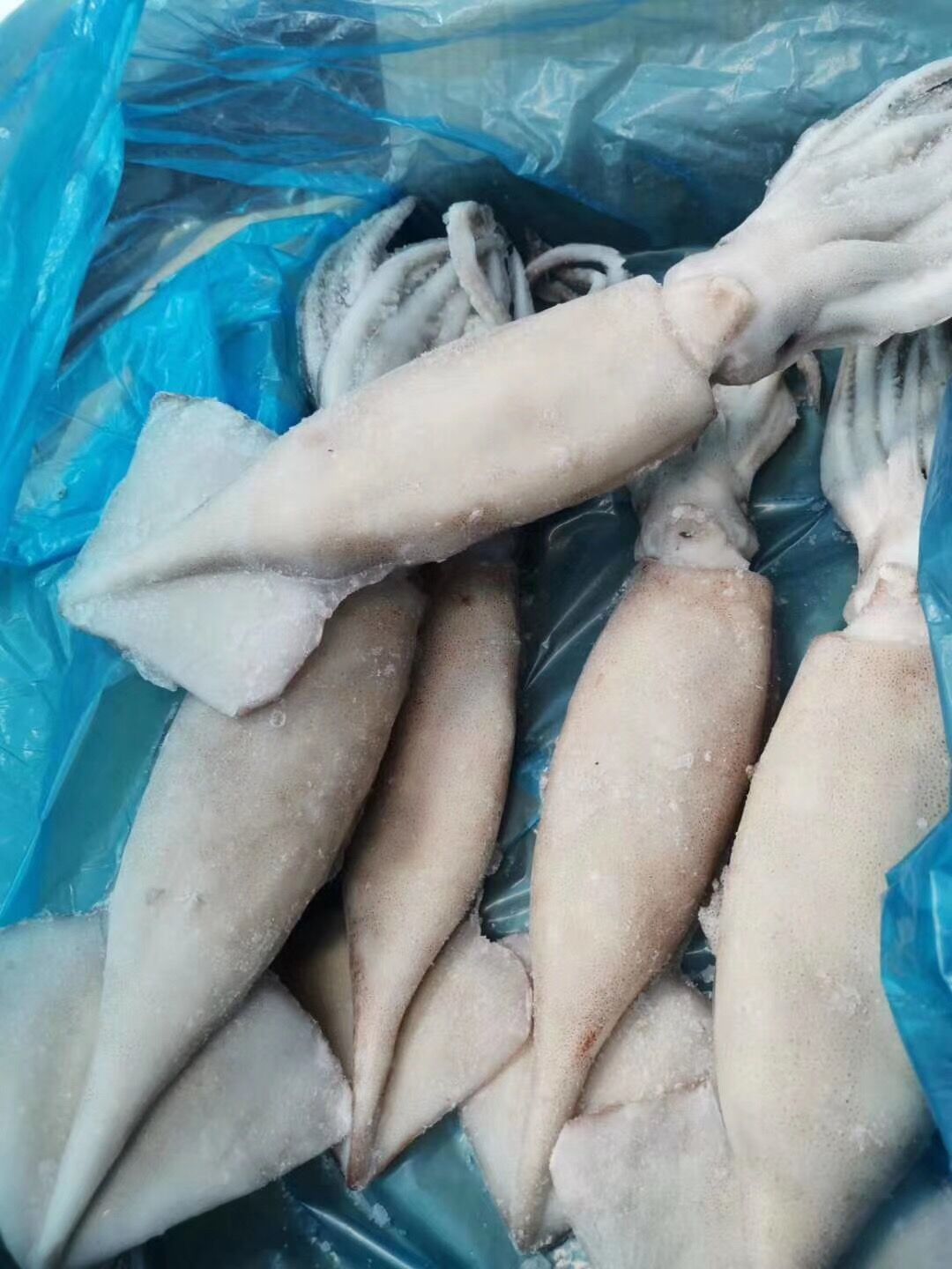 活冻鱿鱼海鲜鲜活新鲜小管鱿鱼冷冻水产笔管铁板烧烤鱿鱼活冻鱿鱼