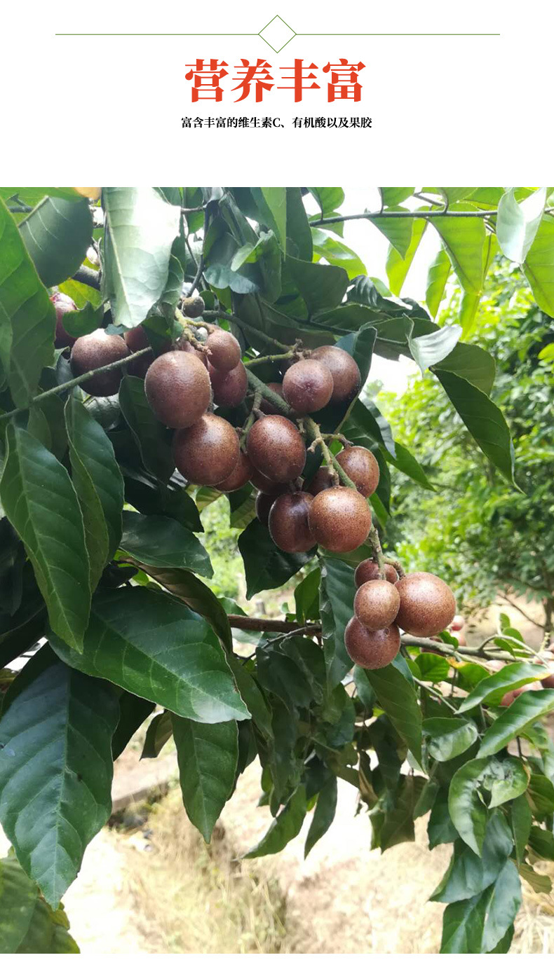 紫肉黄皮 嫁接 黄皮果树苗 苗圃批发 南北方种植 紫色黄皮 水果苗