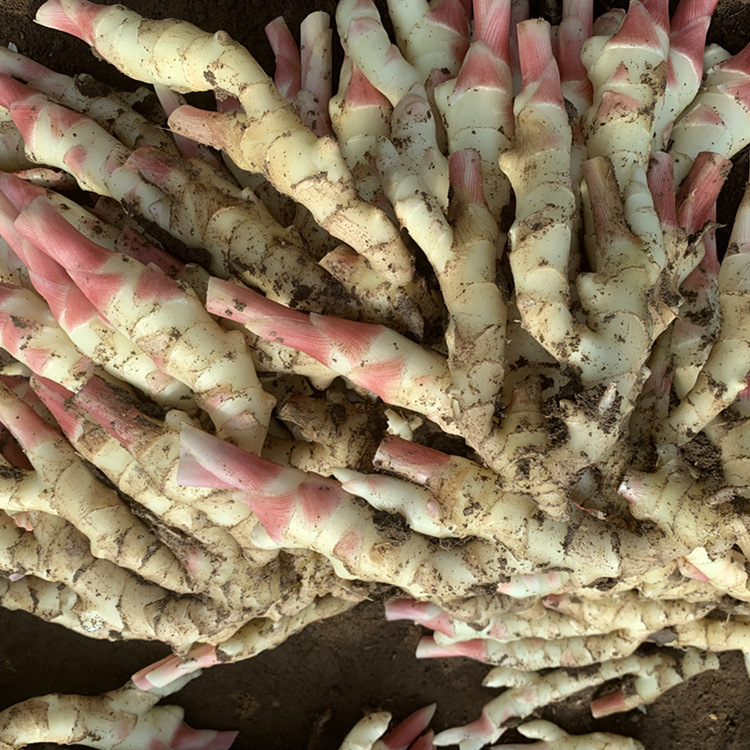 红爪姜新鲜生姜仔姜二斤现挖一件代发鲜姜 红芽嫩姜