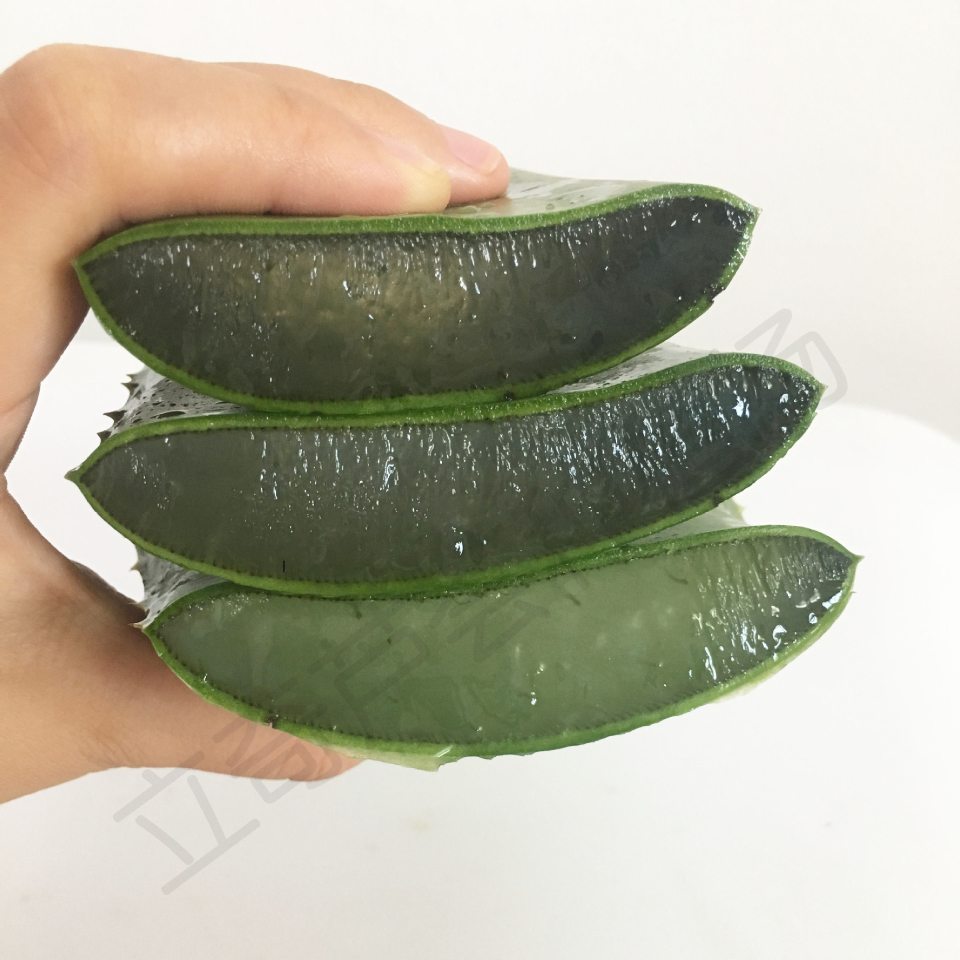 库拉索整颗芦荟一件 灌肤 美容院芦荟代发 芦荟 芦荟