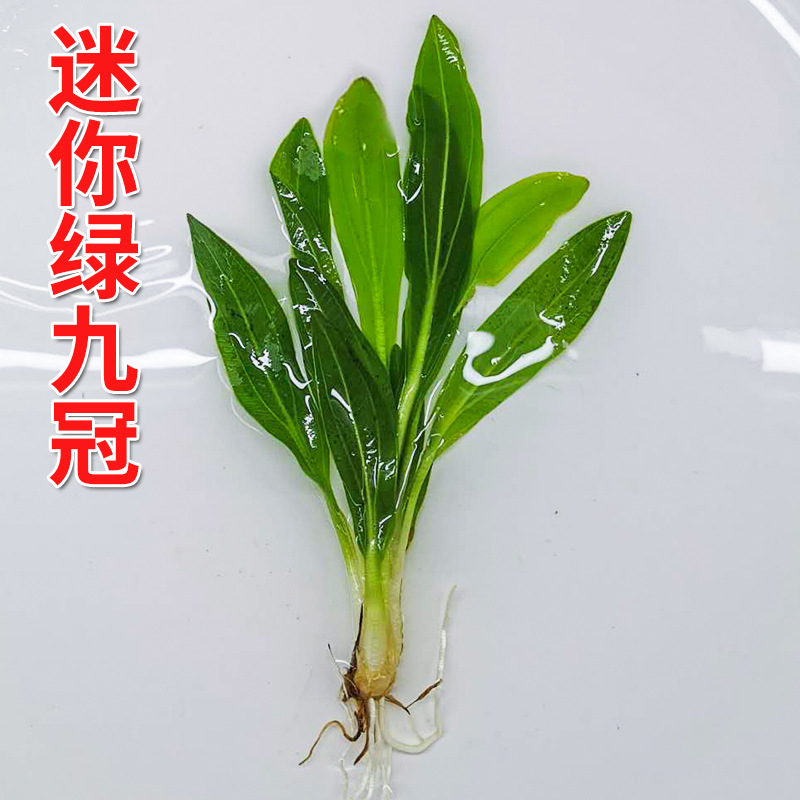 迷你绿九冠小九冠新手好养鱼缸水族箱造景观赏植物阴性皇冠类水草