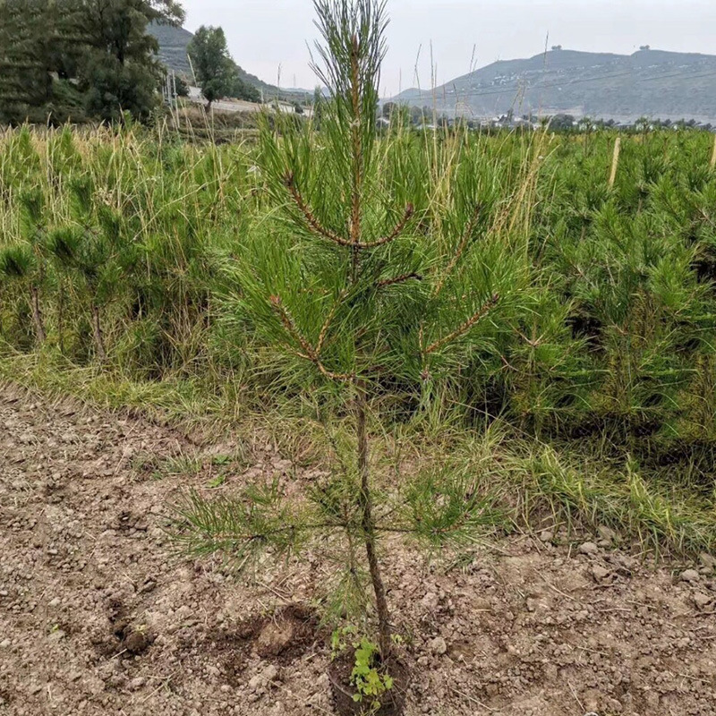 基地批发造林苗油松杯苗产地油松小苗质量粗壮成活率高价格优惠