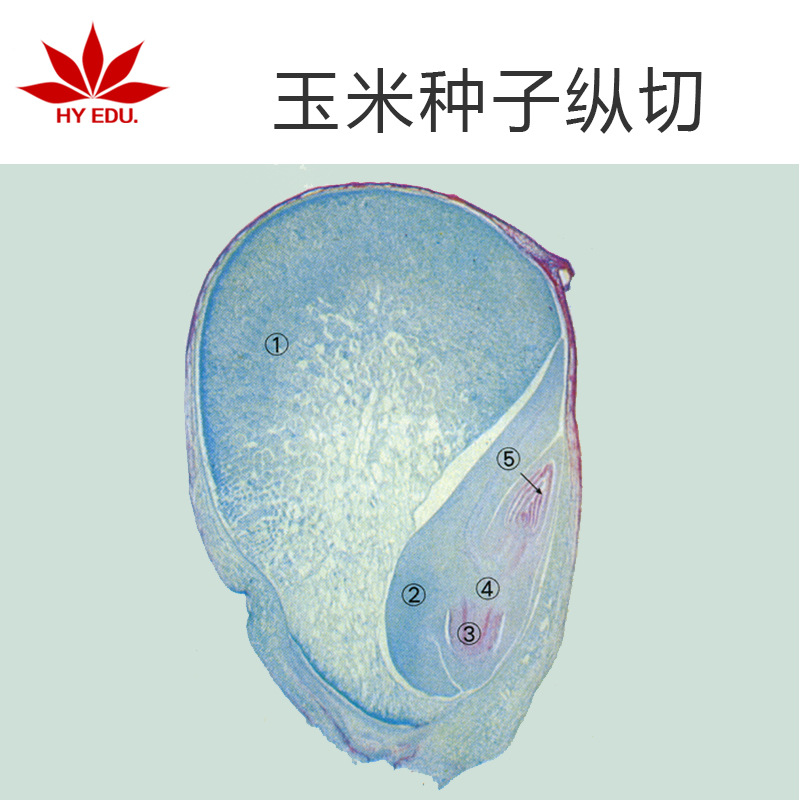 单子叶植物茎横切草本植物茎玉米茎横切单张生物切片标本