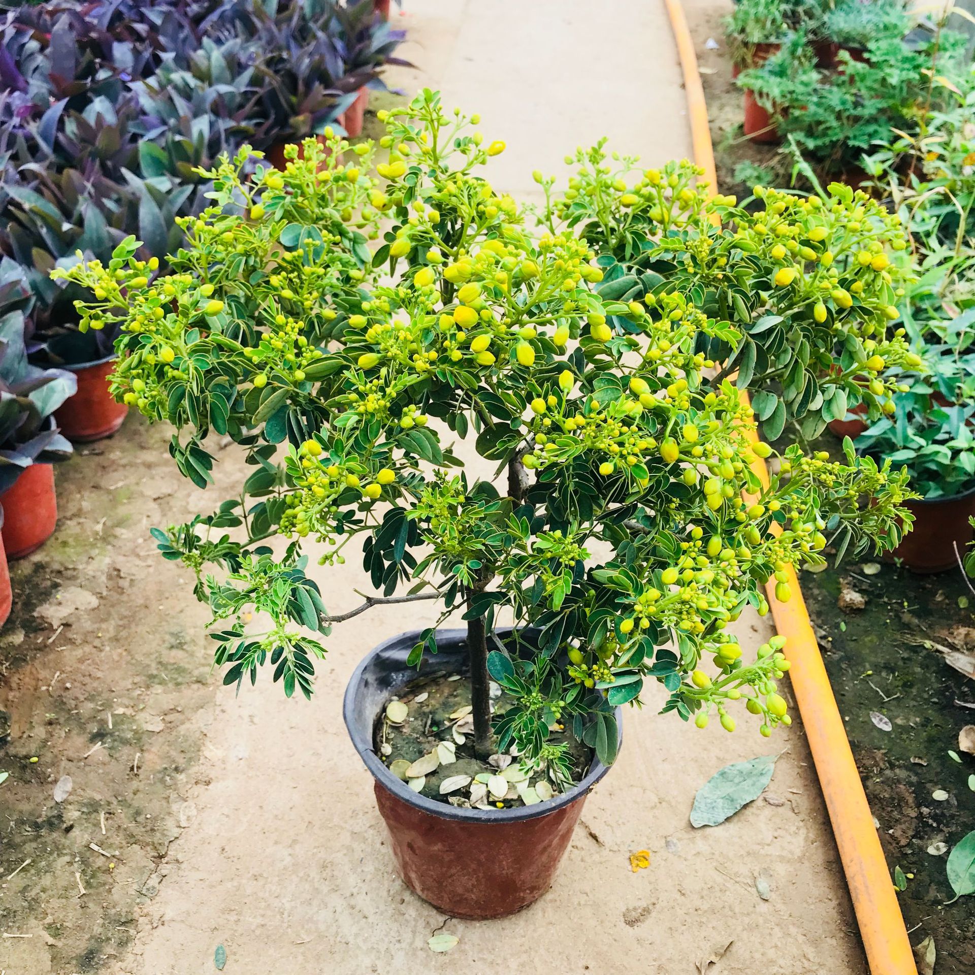 大棚批发绿植花卉小盆栽 黄金梅室内阳台庭院观花绿植花期长盆栽