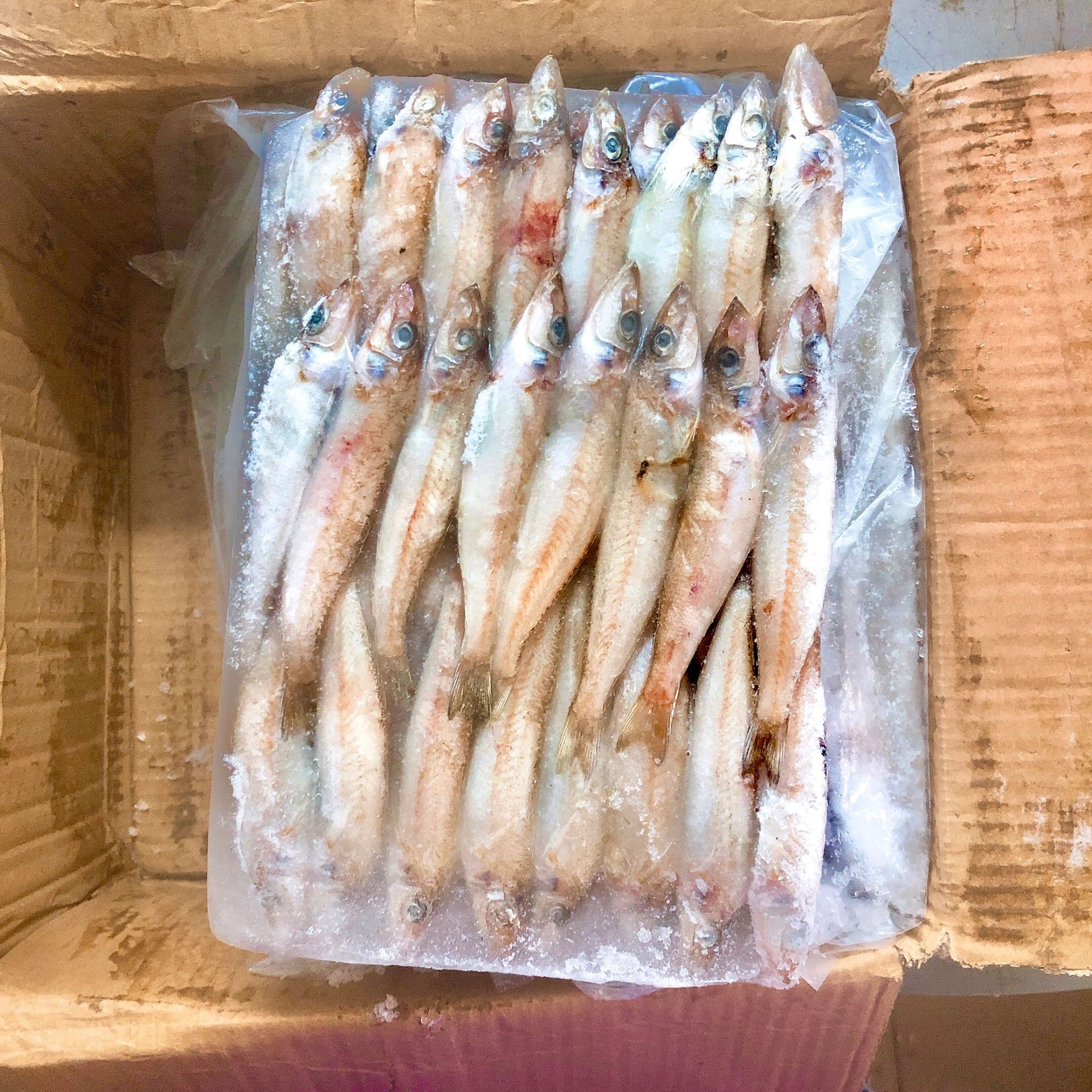 沙丁鱼沙尖鱼 梭子鱼 海梭鱼 冷冻海鱼海鲜水产30-40 20斤/件