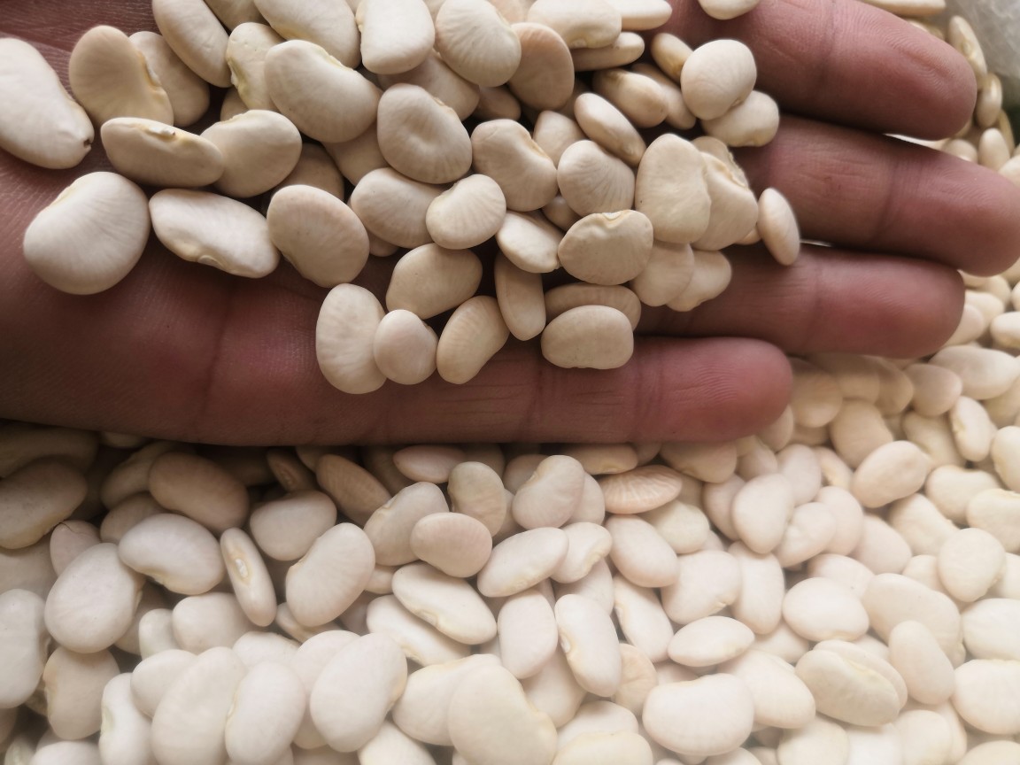 白凤豆白刀豆大白豆新货流沙馅料豆沙馅原料杂粮25kg