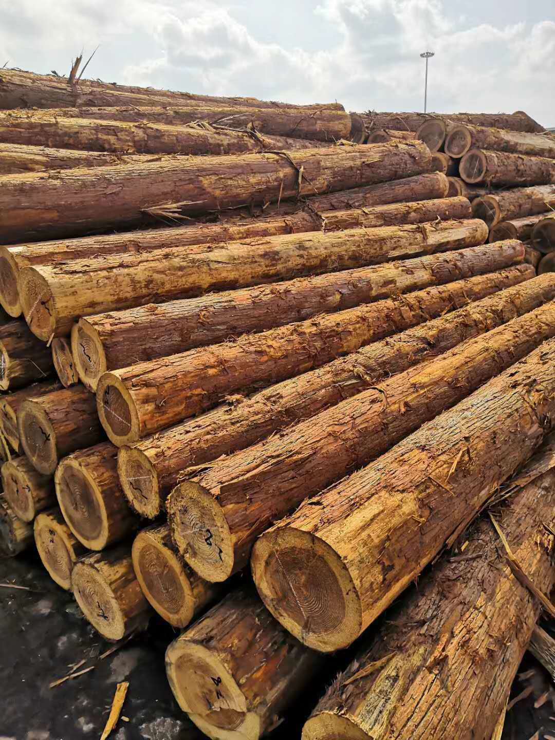 供应优质日本桧木原木 北美桧木 古建寺庙圆柱定制