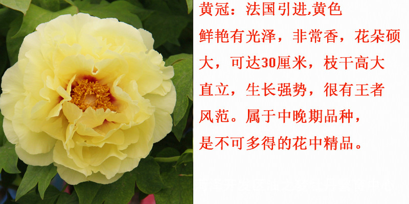 菏泽观赏牡丹花 皇冠 菏泽精品牡丹种苗 批发占地芍药 庭院花卉