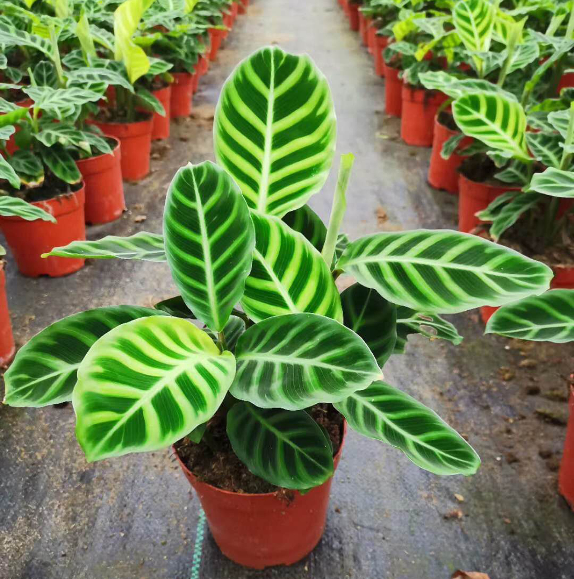 【基地直供】观叶植物盆栽花卉 居家花卉盆栽绿植 120#天鹅绒