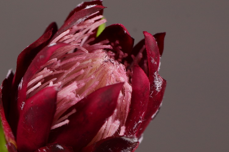 仿真帝王花高档欧式普罗霸王花装饰假花仿真花摆件样板房摄影道具