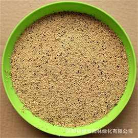 美国籽粒苋牧草种子高营养高产量 厂价直销 质量无忧