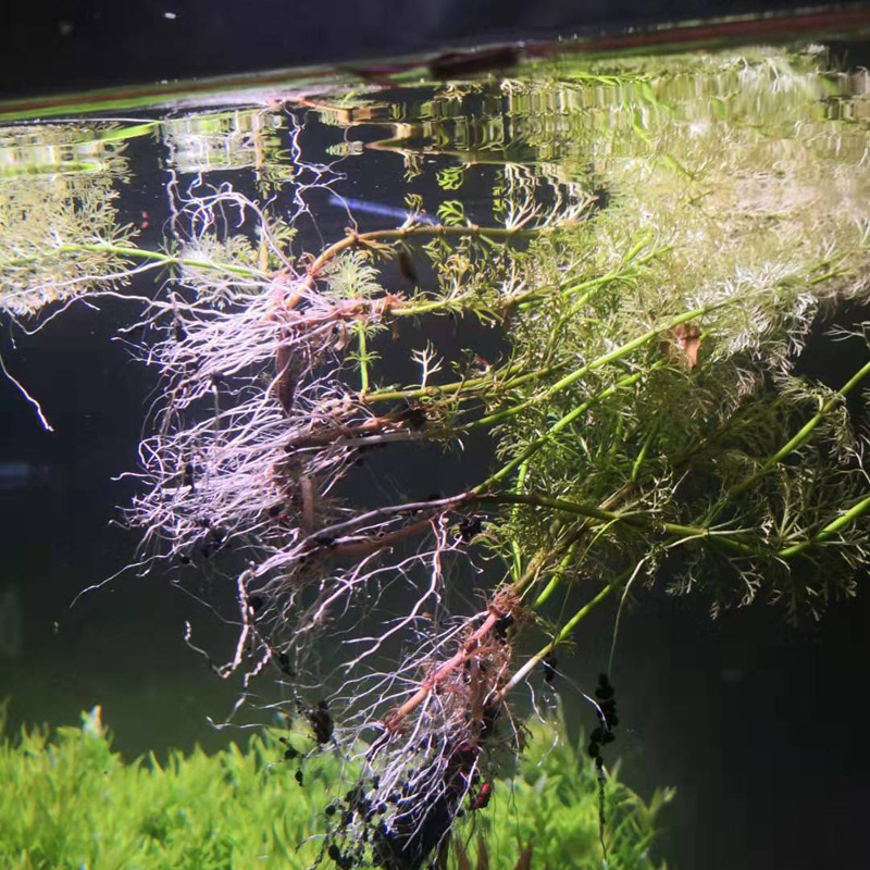 尼特利水草泥批发黑棕土水草缸种植土鱼缸装饰造景泥水族底砂肥料