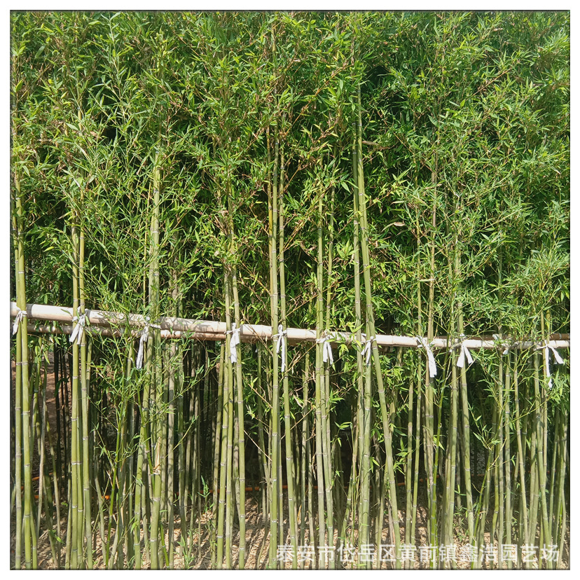 批发竹子苗庭院植物北方耐寒室内盆栽3-5米早园竹四季常青刚竹