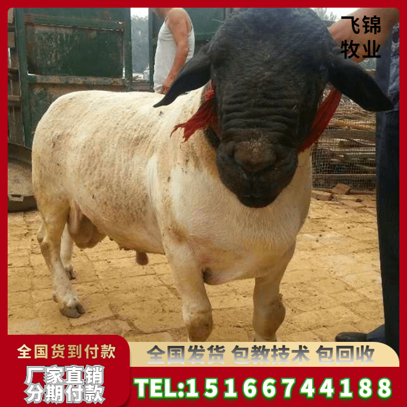 先养后付款 杜泊羊种羊 黑头杜泊绵羊羊羔 羊羔活体畜牧养殖基地