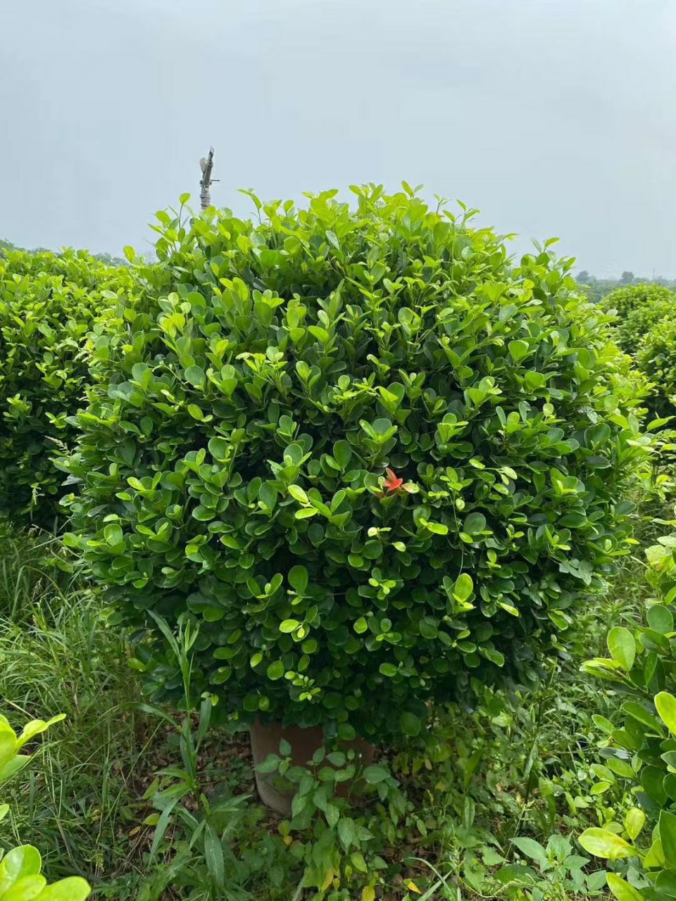 8-1.5米 金钱榕球 造型 盆栽 袋苗