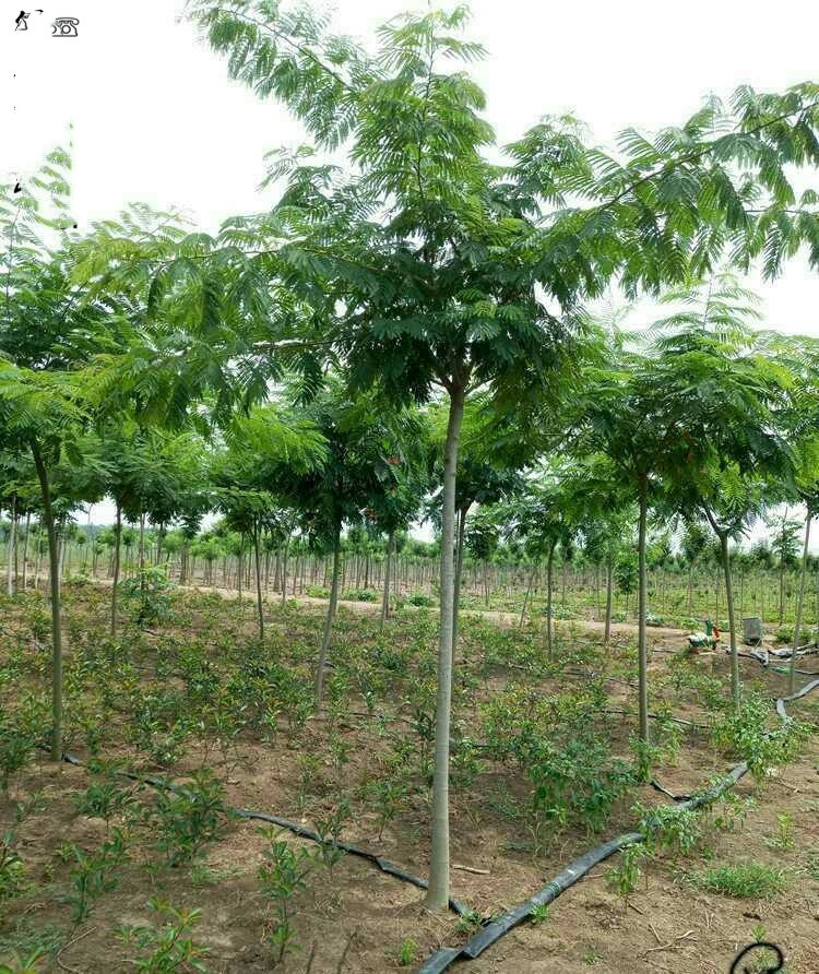 合欢树苗合欢苗绒花树苗芙蓉花树苗庭院花卉盆栽风景树耐寒植物