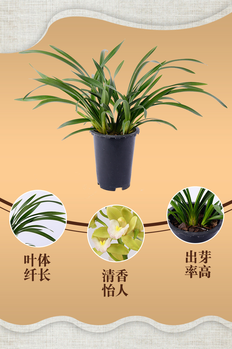 云南浓香花卉香兰 6苗杂交兰 原盆原土带花苞黄色花瓣盆栽兰花苗
