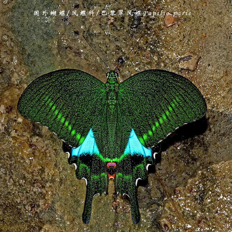 国外蝴蝶/凤蝶科/巴黎翠凤蝶papilio paris