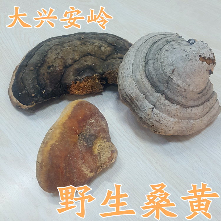 桑黄野生大兴安岭桑黄野生松针层孔菌松树桑黄东北特产500g包邮