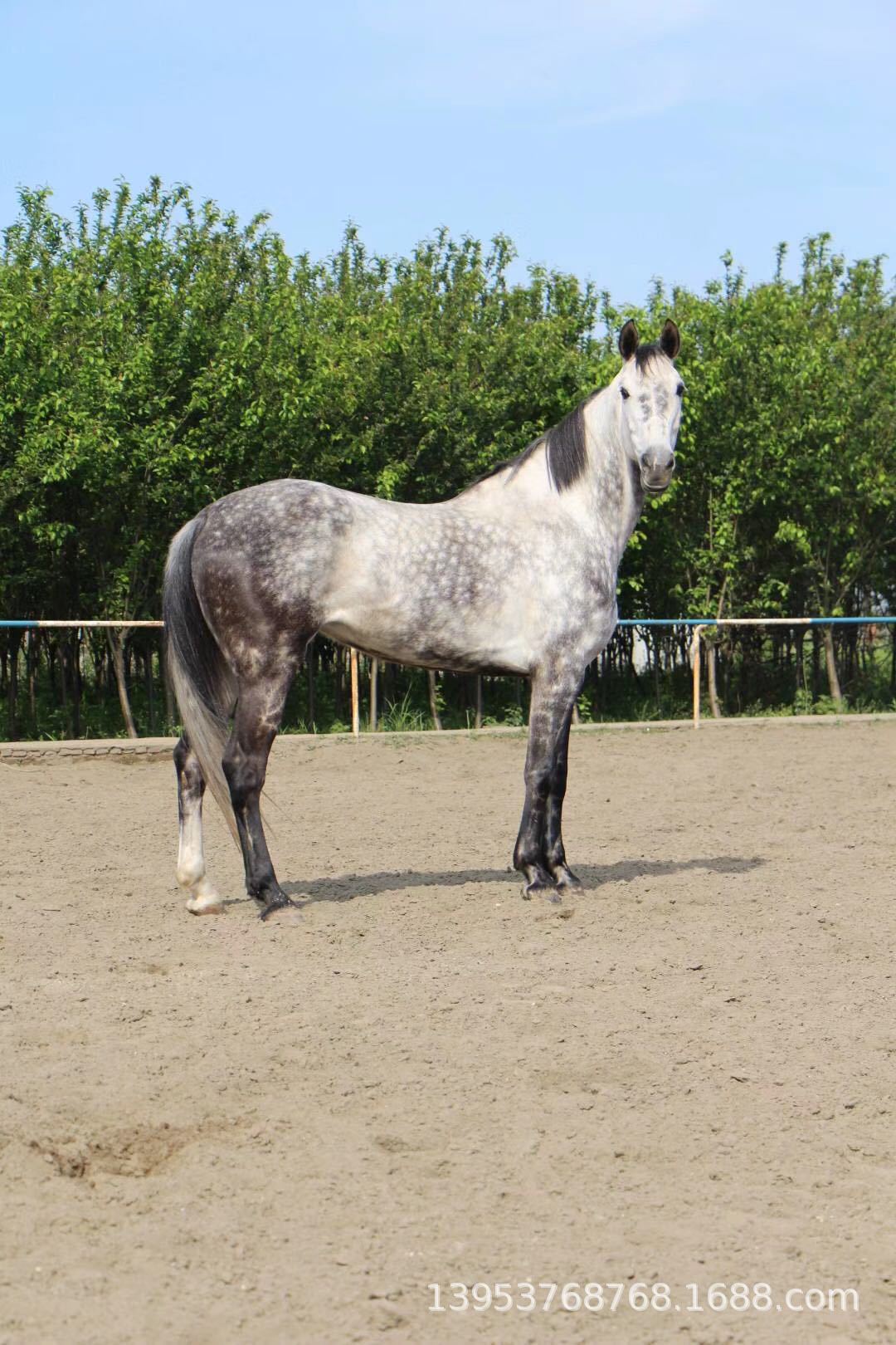 江苏哪里有卖牛犊的 购买牛犊技巧 肉牛疫工作长途运输-报价-阿里巴巴