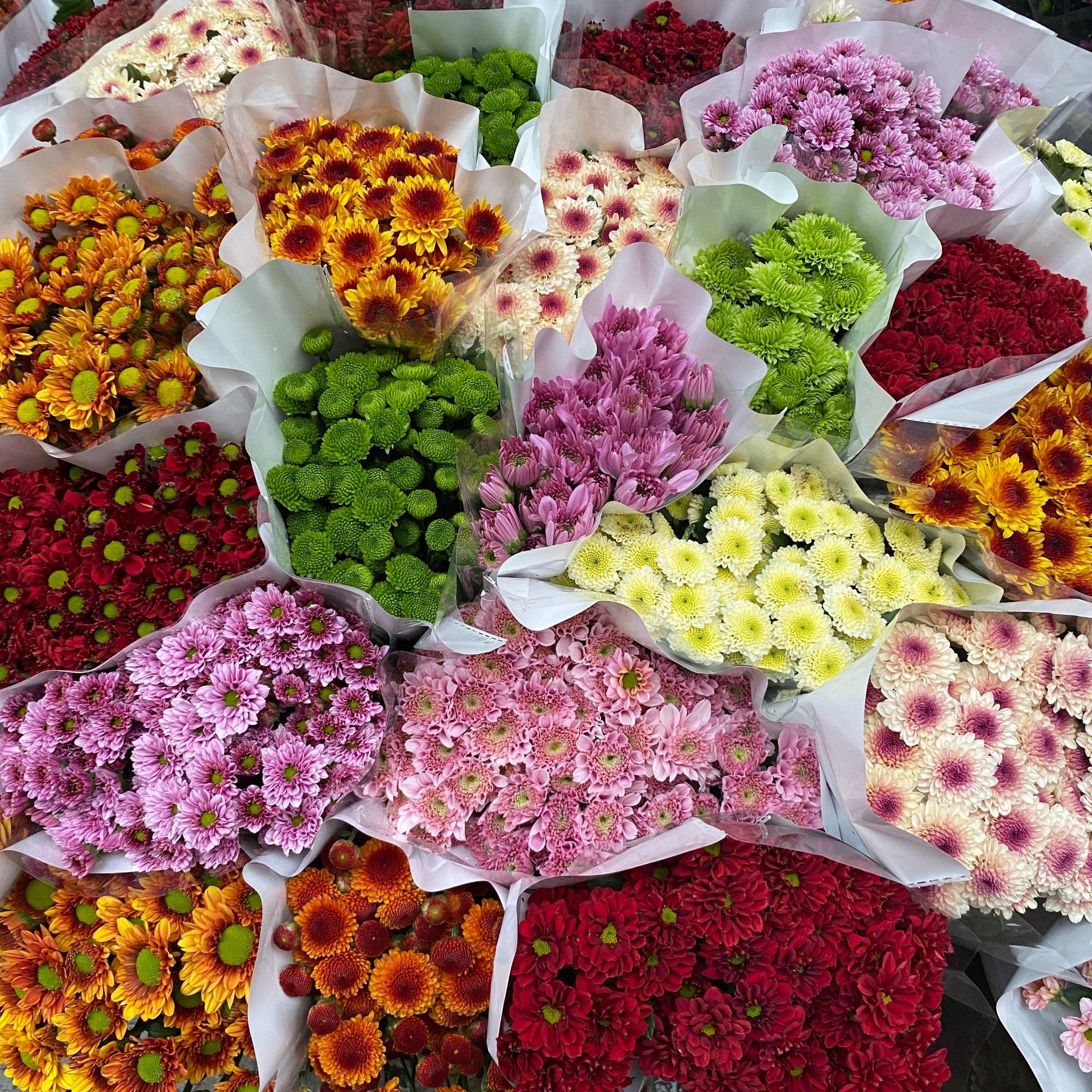 小雏菊鲜花云南昆明基地批发鲜切花斗南花店婚庆团购家居办公用花