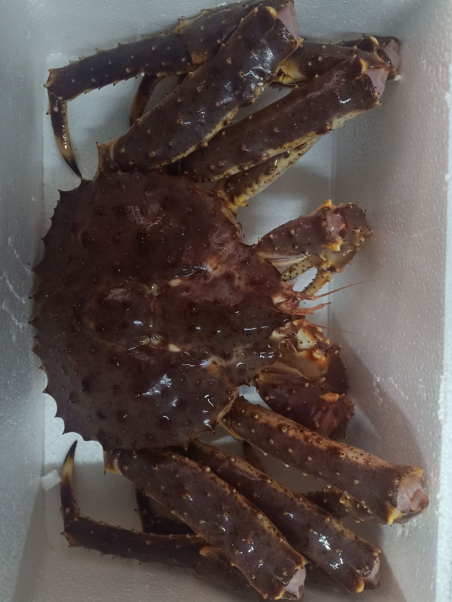 生鲜水产帝王蟹 饭店海鲜食材海鲜酒店 皇帝蟹 鲜活帝王蟹_蟹类_水产