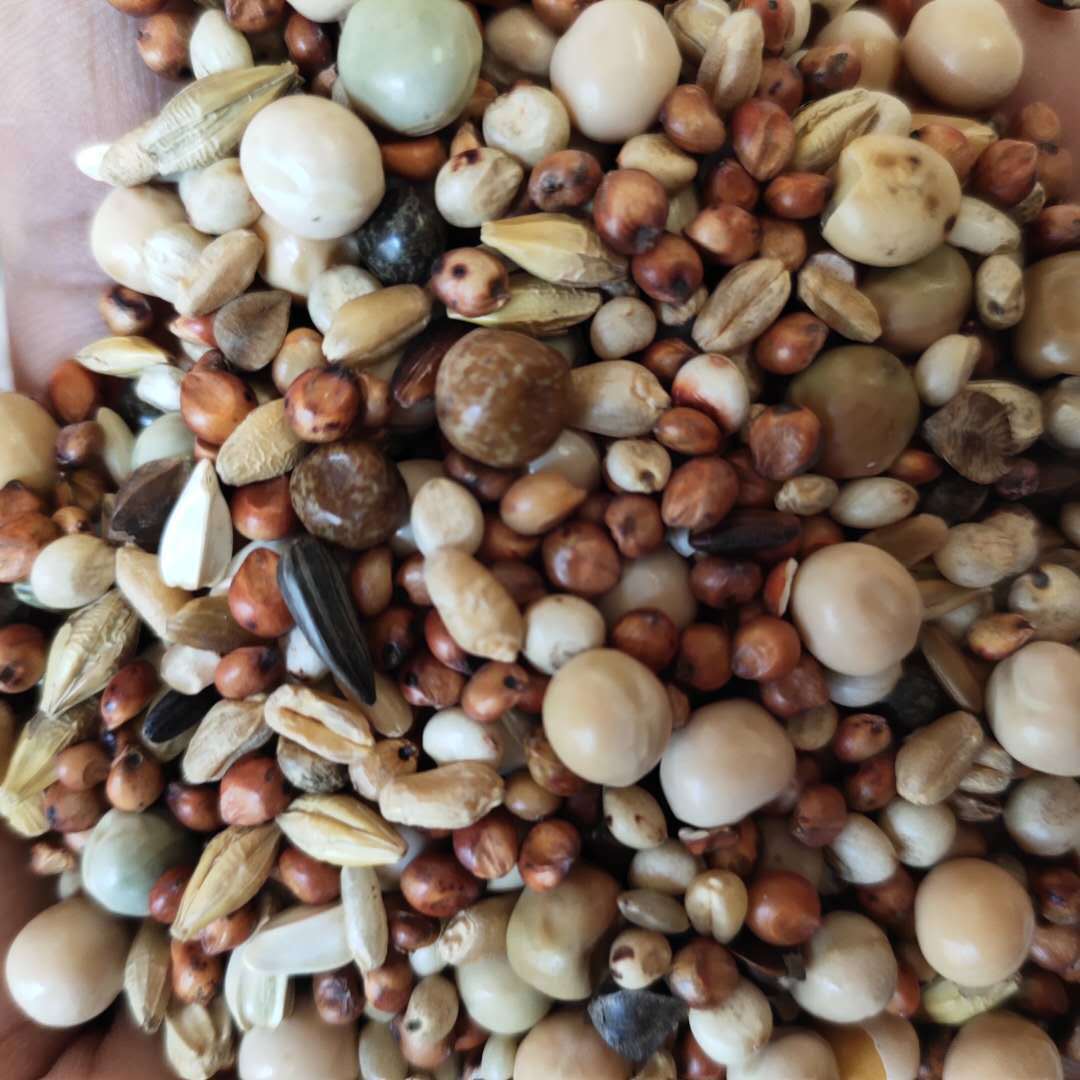 现货供应鸽子粮 鸽子粮无玉米鸽粮食 饲料鸟食信鸽观赏 袋装25kg