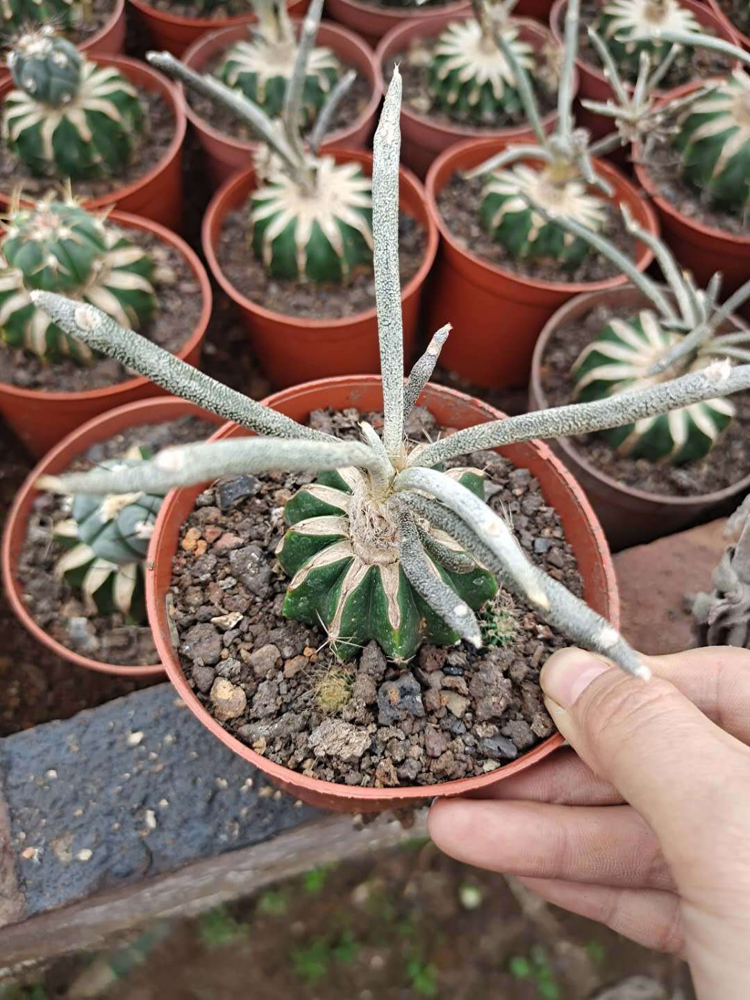 基地直发仙人球美杜莎草球嫁接多枝条