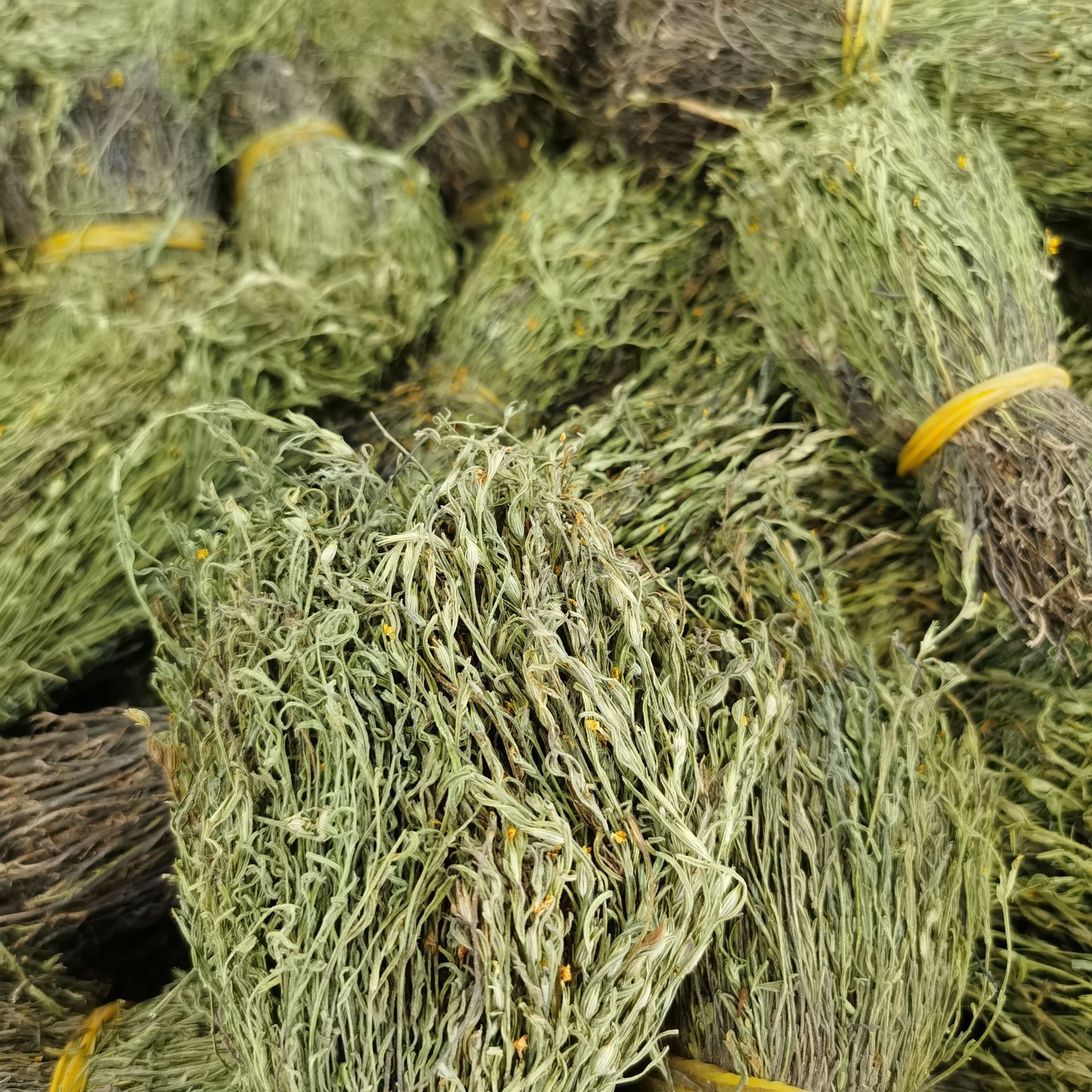 众珍元 独角金大货批发短绿独脚金全国诚招代理一件代发疳积草