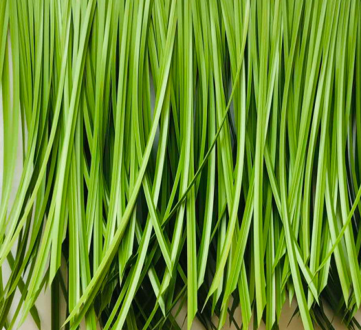 塑料仿真茅草藤仿稻草藤茅草瓦材抗老化塑料藤假藤人工合成藤条