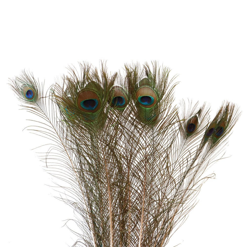 批发天然孔雀毛大眼睛插花工艺品孔雀翎羽可订染头饰配件辅料羽毛
